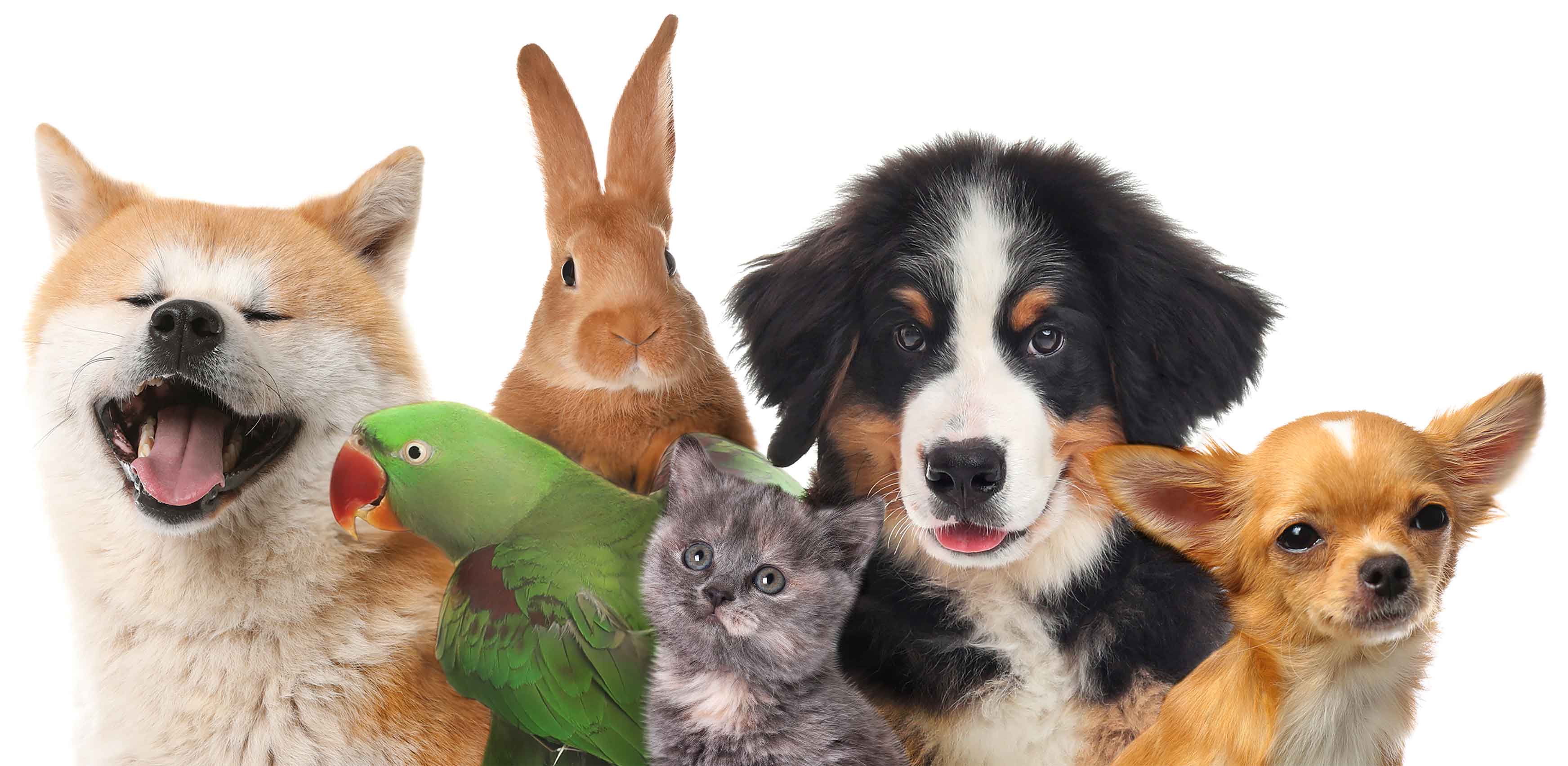Happy pets - dogs, cat, rabbit, and parrot